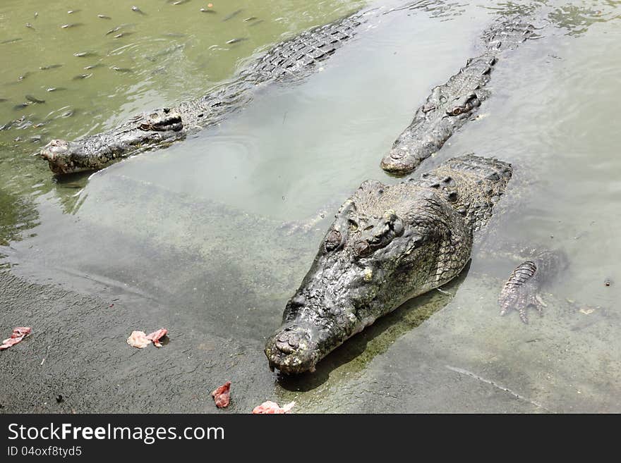 Crocodile in farms