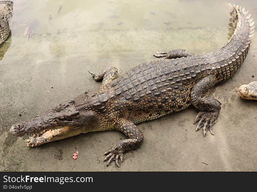 Crocodile In Farms