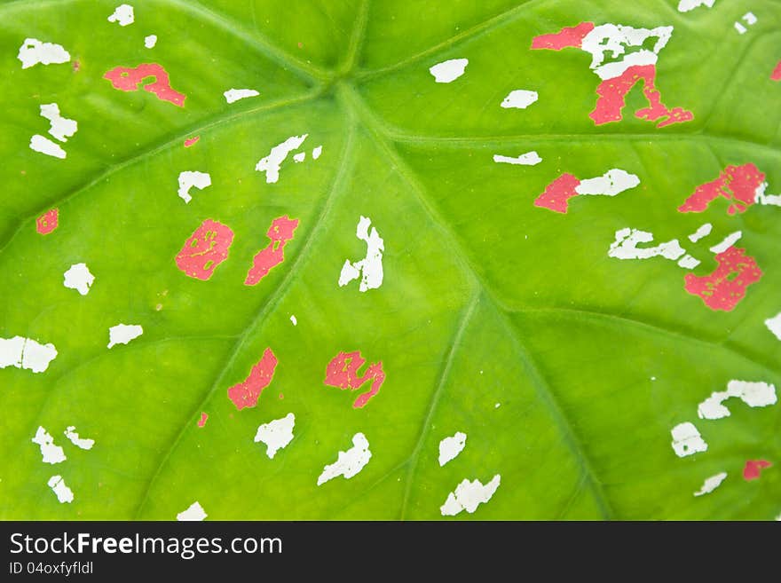 Texture Background Of Araceae Leaf With Multicolors. Texture Background Of Araceae Leaf With Multicolors