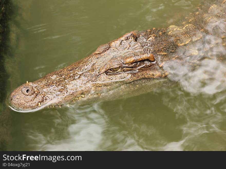 Crocodile In Farms