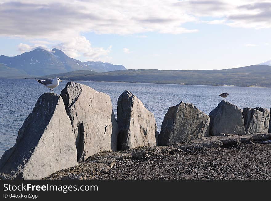 Sea gull on Norway fjord