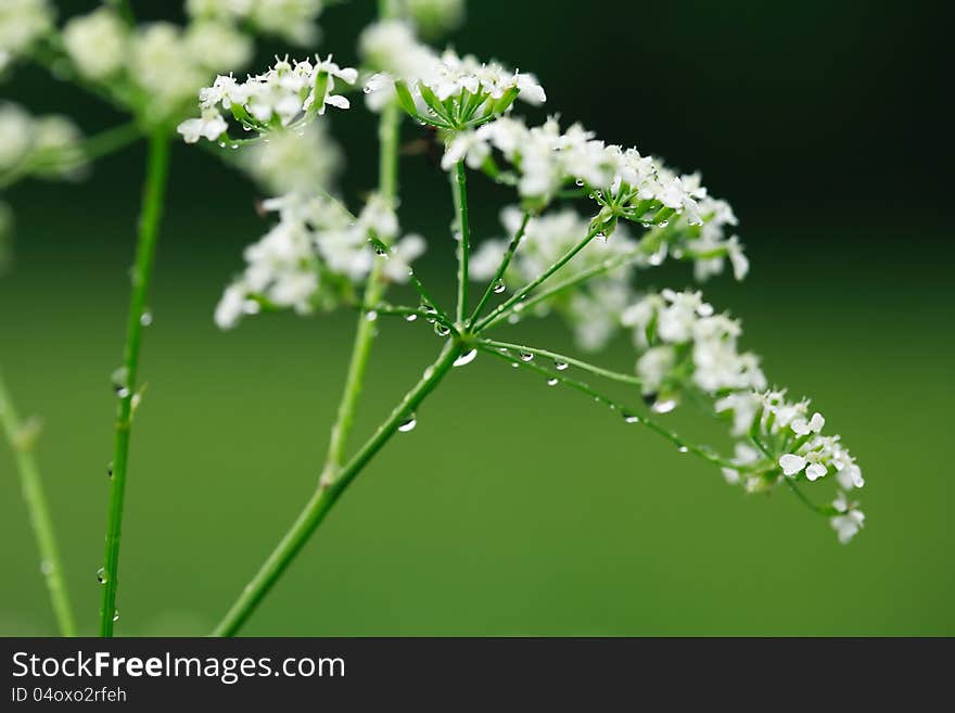 Closeup of water drops on wildflower with long stems. Nice green nature background. Closeup of water drops on wildflower with long stems. Nice green nature background