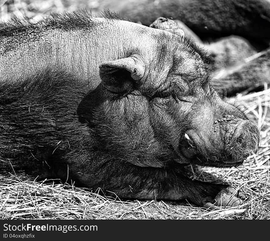 A close up shot of a pig in hay. A close up shot of a pig in hay.