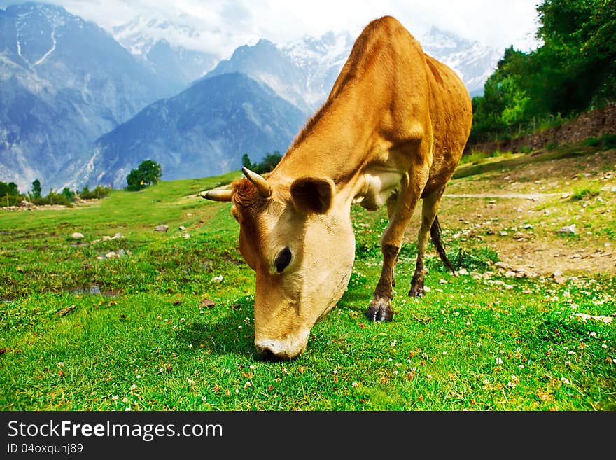 Red cow eating grass in mountainous valley. Red cow eating grass in mountainous valley