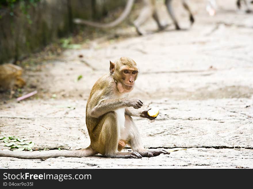 A careful look at the monkeys eating fruit. A careful look at the monkeys eating fruit.