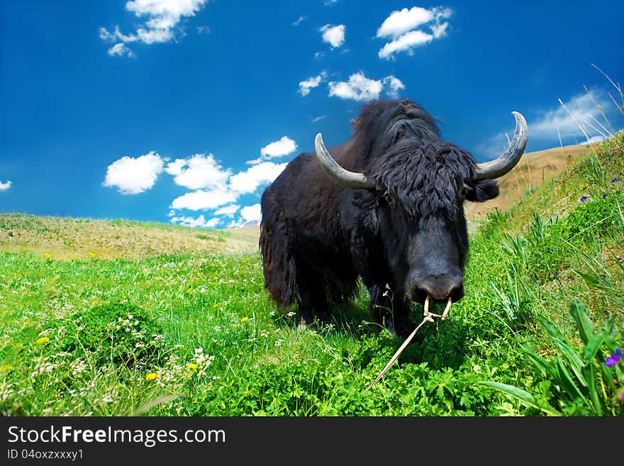 Black domesticated yak eating grass