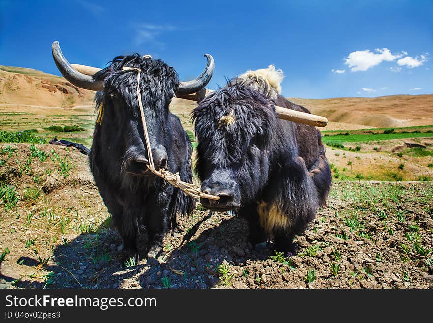 Yaks Ready For Ploughing