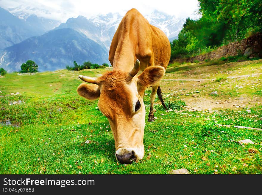 Cow in rural mountainous area. Cow in rural mountainous area