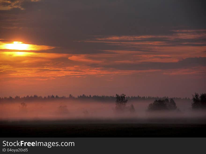 Dawn. Meadow. Fog.