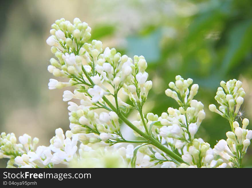 A branch of a blossoming white lilac. Spring.