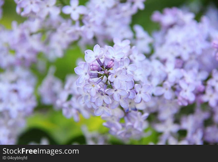 A branch of a blossoming lilac. Spring. A branch of a blossoming lilac. Spring.