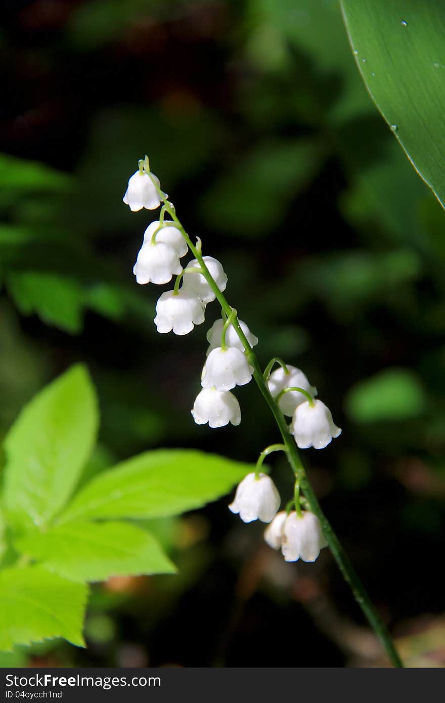 White flowers of a lily of the valley in the dark spring wood. White flowers of a lily of the valley in the dark spring wood.