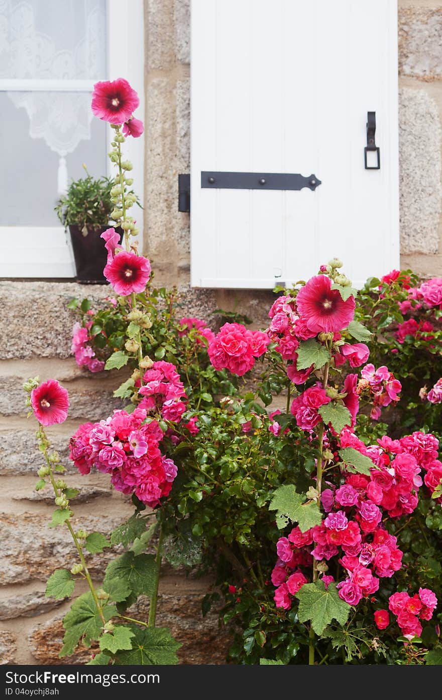 Pink Hollyhocks In Front Of A House Wall