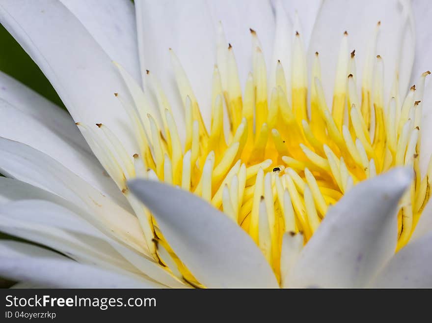 Blooming white lotus flower