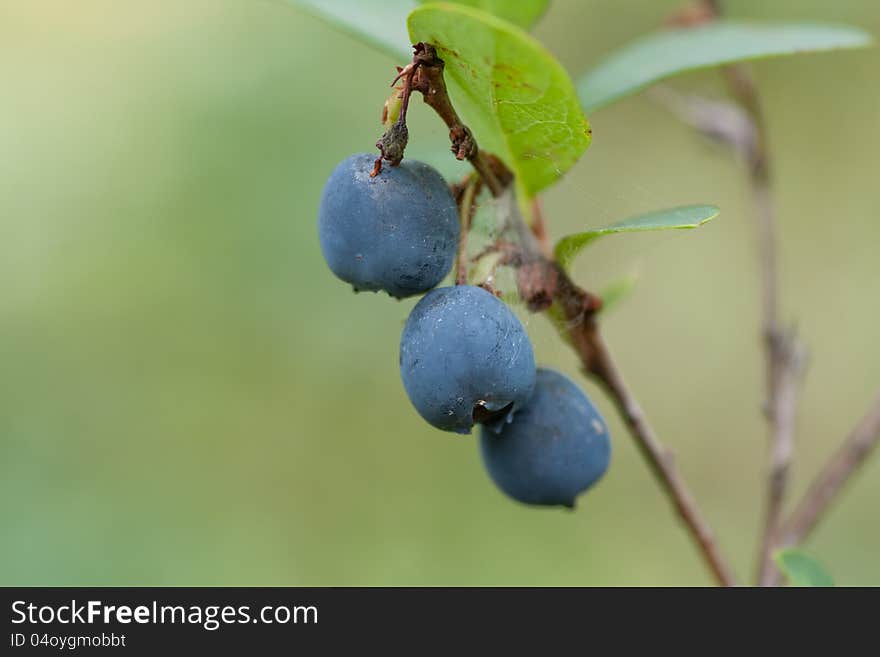 Blueberries with leaves