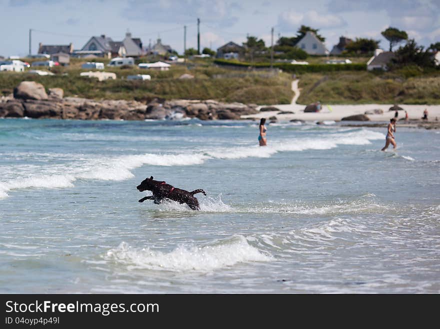 Labrador dog runs through the sea water at the coast of Brittany, France