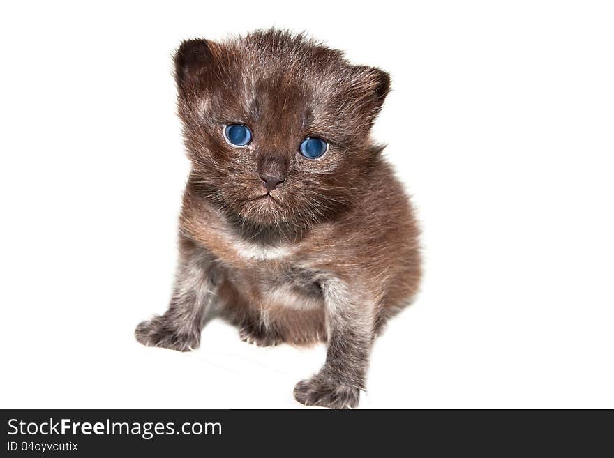 Cute little kitten on a white background. Cute little kitten on a white background.