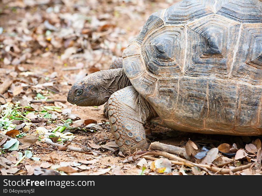 Closeup Head of Giant Turtle