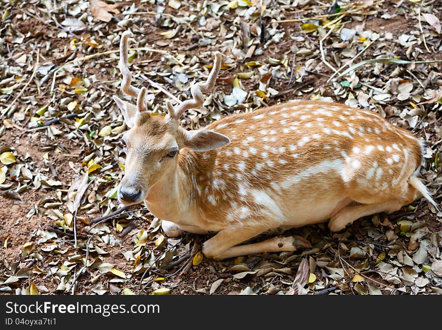 Image Closeup Young Fallow Deer