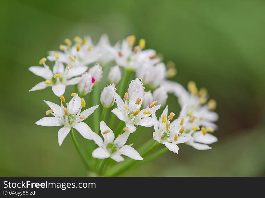 Chinese Leeks Flower