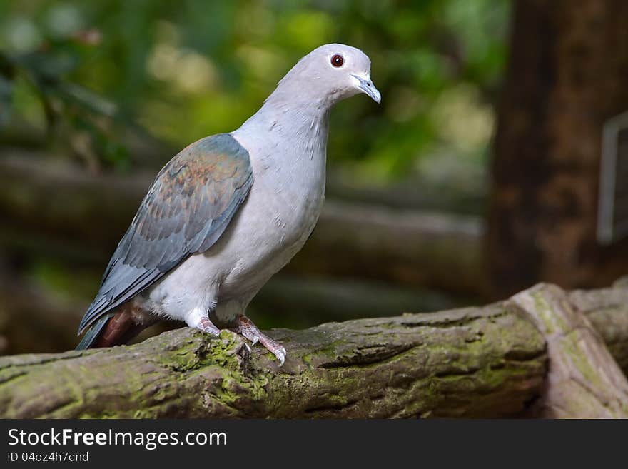 Pigeon