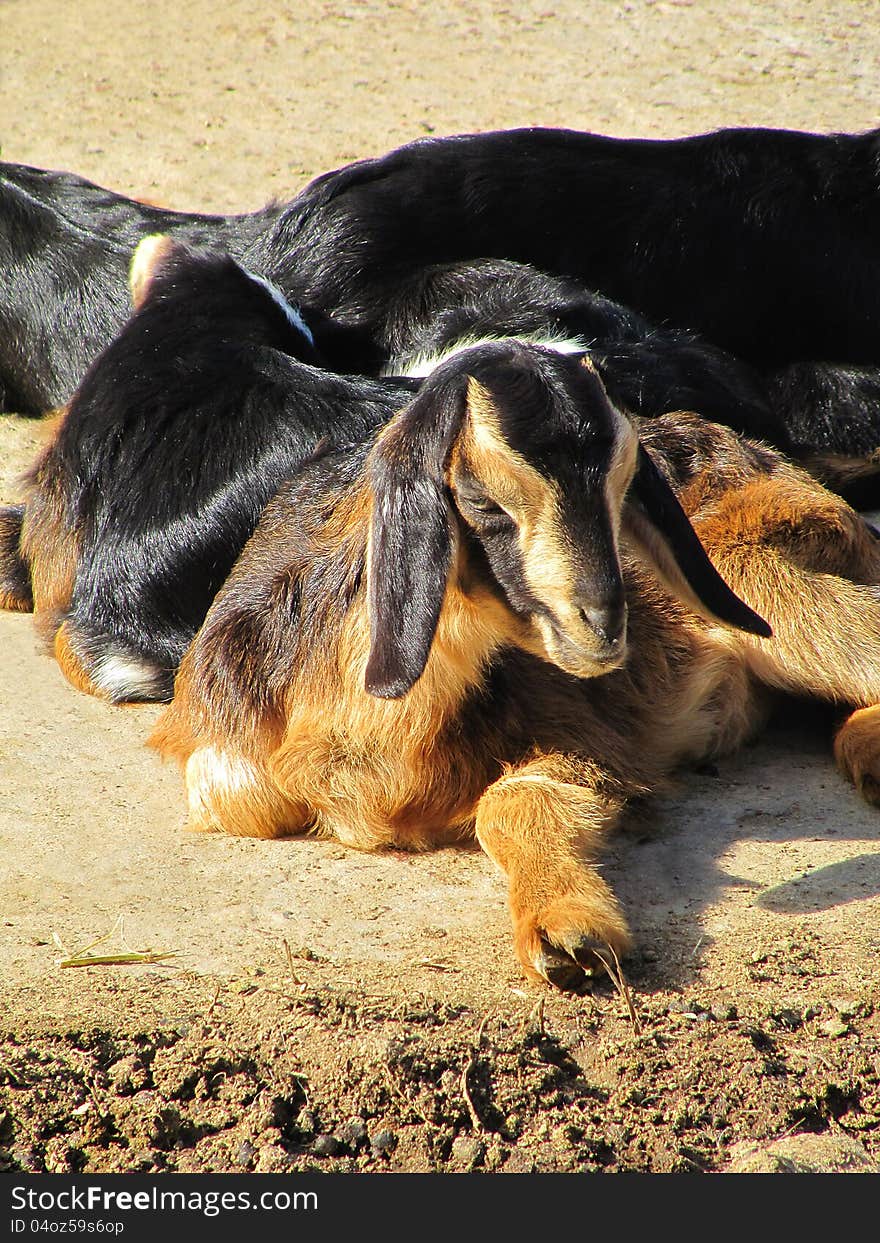 Small kids of a dark color goat on a rural farm. Small kids of a dark color goat on a rural farm