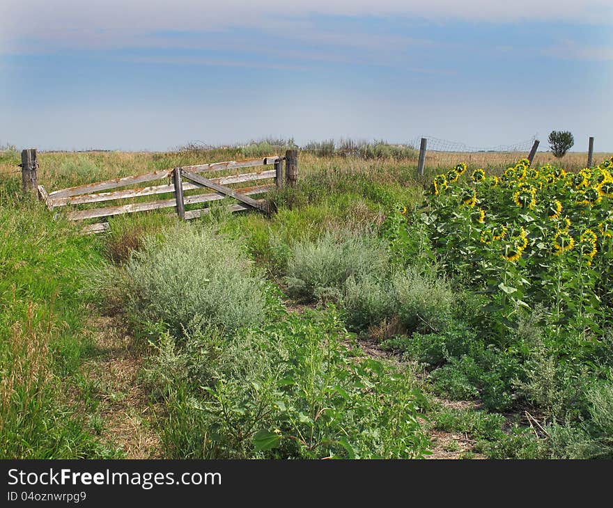 Old, weathered, and worn wooden gate in a prairie pasture with long grass and the edge of a sunflower field. Old, weathered, and worn wooden gate in a prairie pasture with long grass and the edge of a sunflower field.