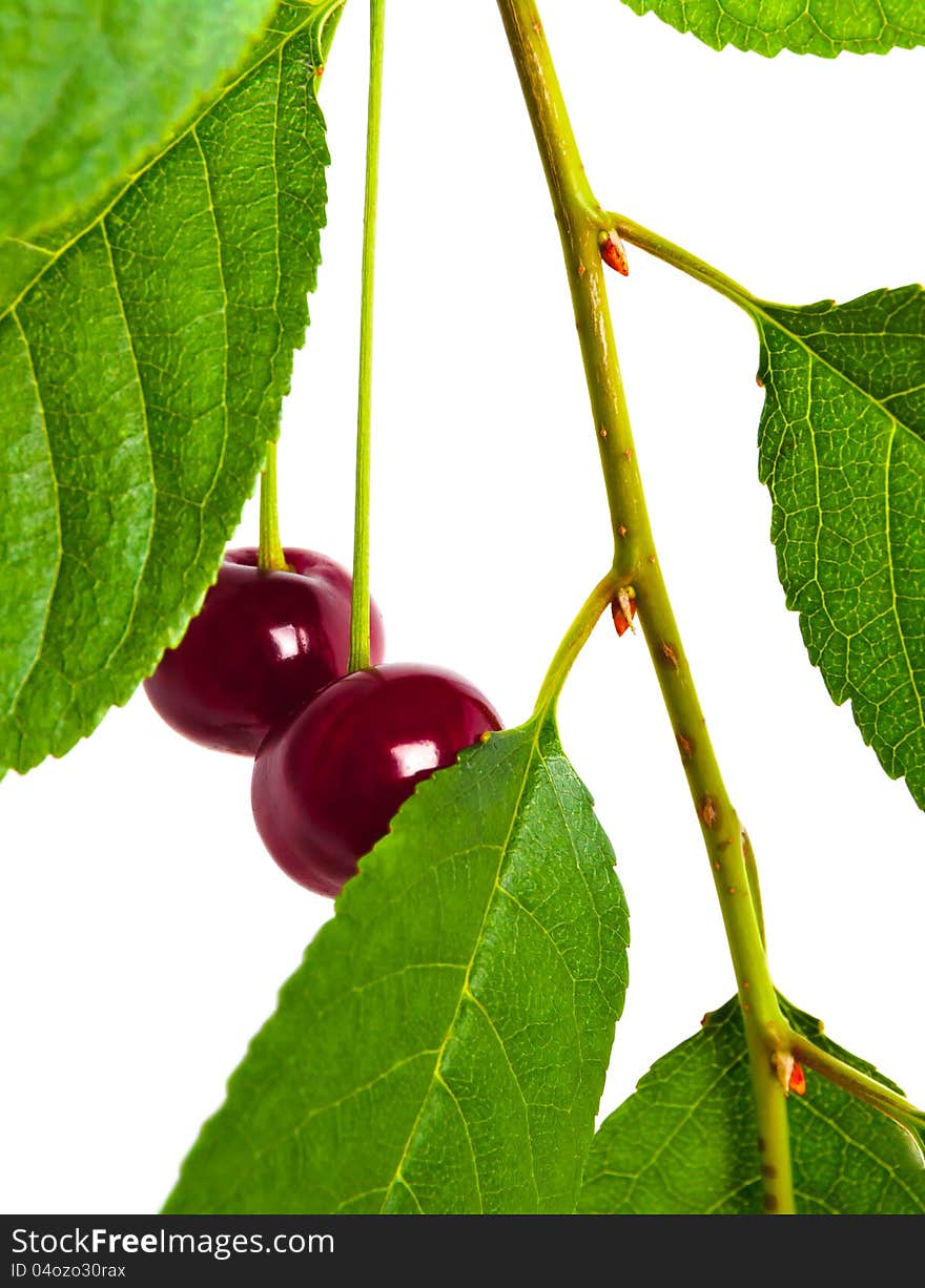 Two cherries on the branches among the leaves on white