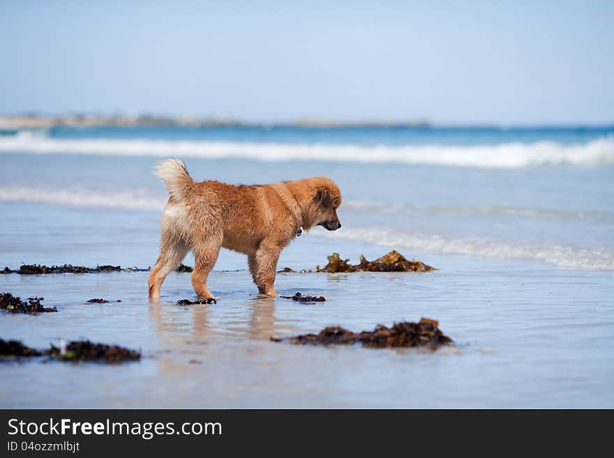 Elo puppy stands at the seafront