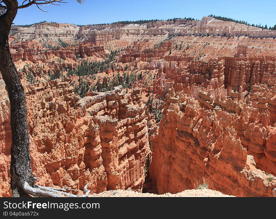 Looking down from the edge of Bryce Canyon at the crowd of hoodoos. Looking down from the edge of Bryce Canyon at the crowd of hoodoos