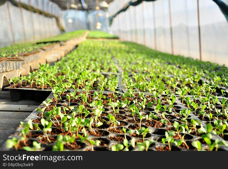 The Nursery plants in green house. The Nursery plants in green house