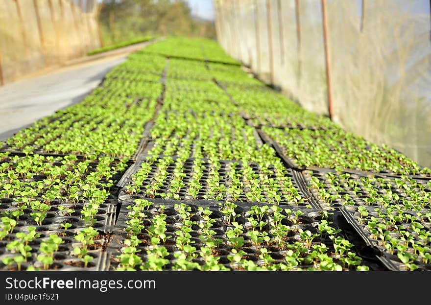 Little Plants In Green House