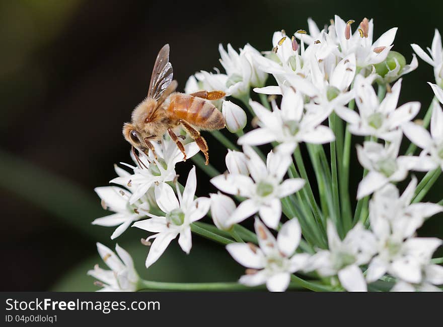 A bee is busy collecting honey. A bee is busy collecting honey.