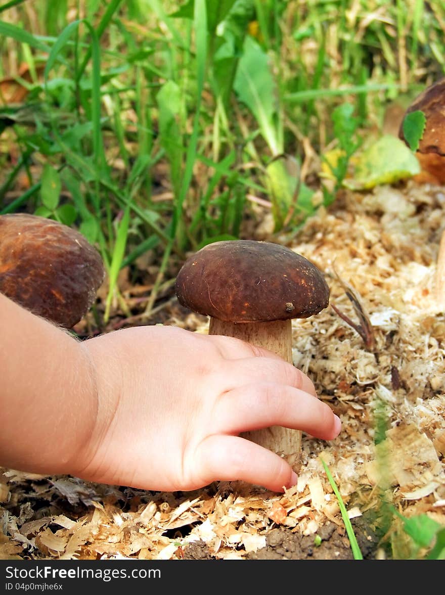 Pluck the white mushroom