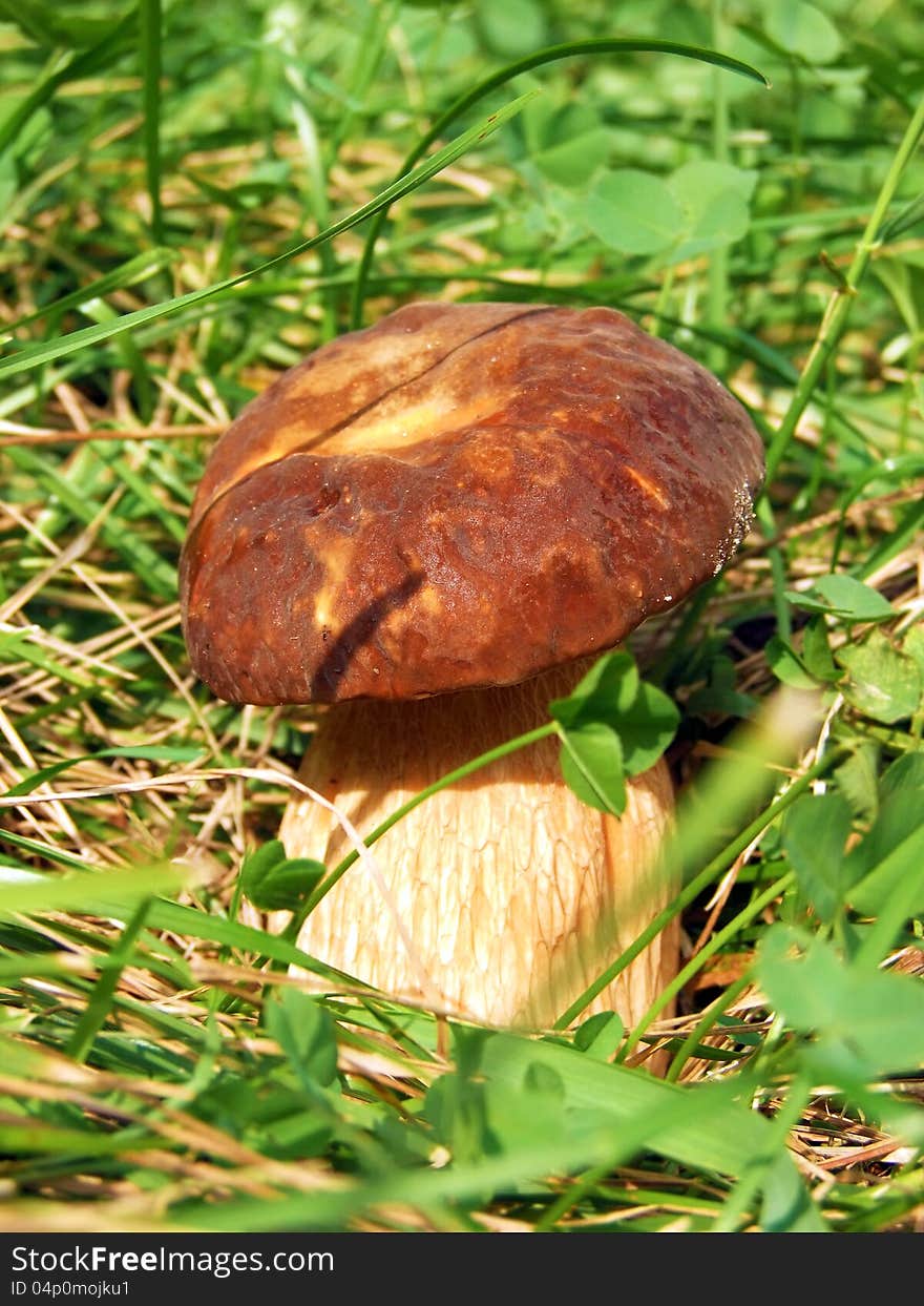 Mushroom Growing In The Grass