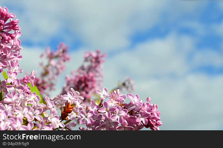 Floral frame and blue sky. Floral frame and blue sky