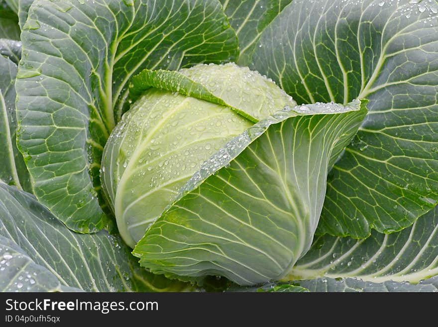 Fresh green cabbage with water drop on it's leaf in the vegetable garden