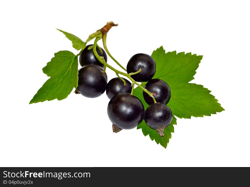 Black currant with leaves on white background