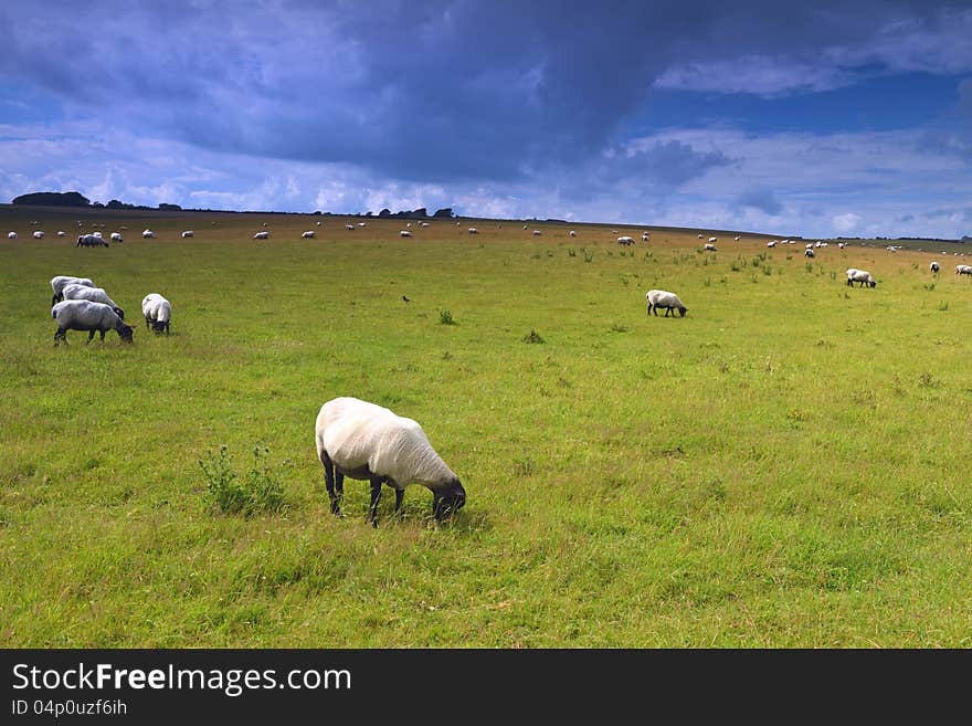 Image was taken in June 2012 in UK. Image was taken in June 2012 in UK