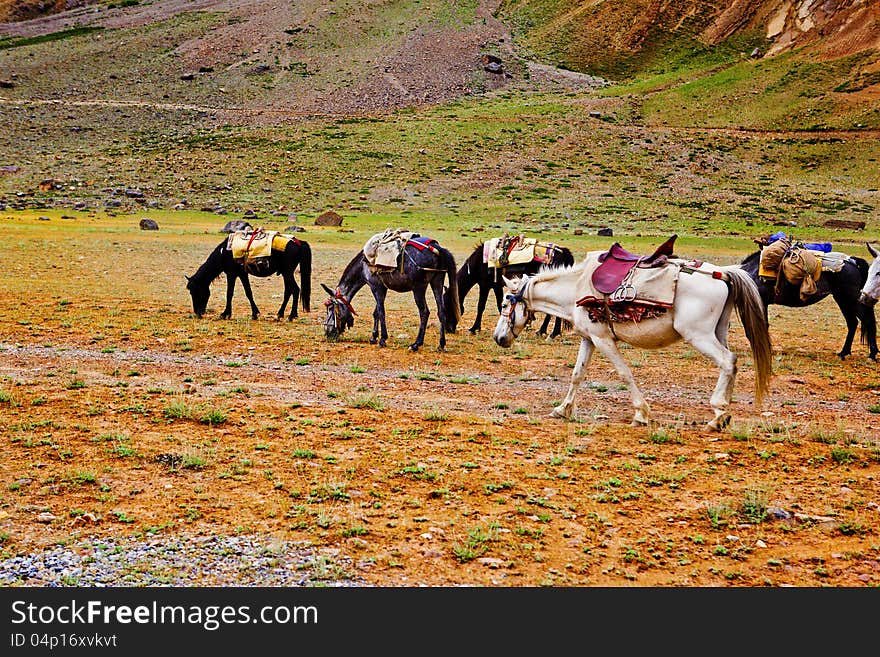 Packhorses herd in the mountains area