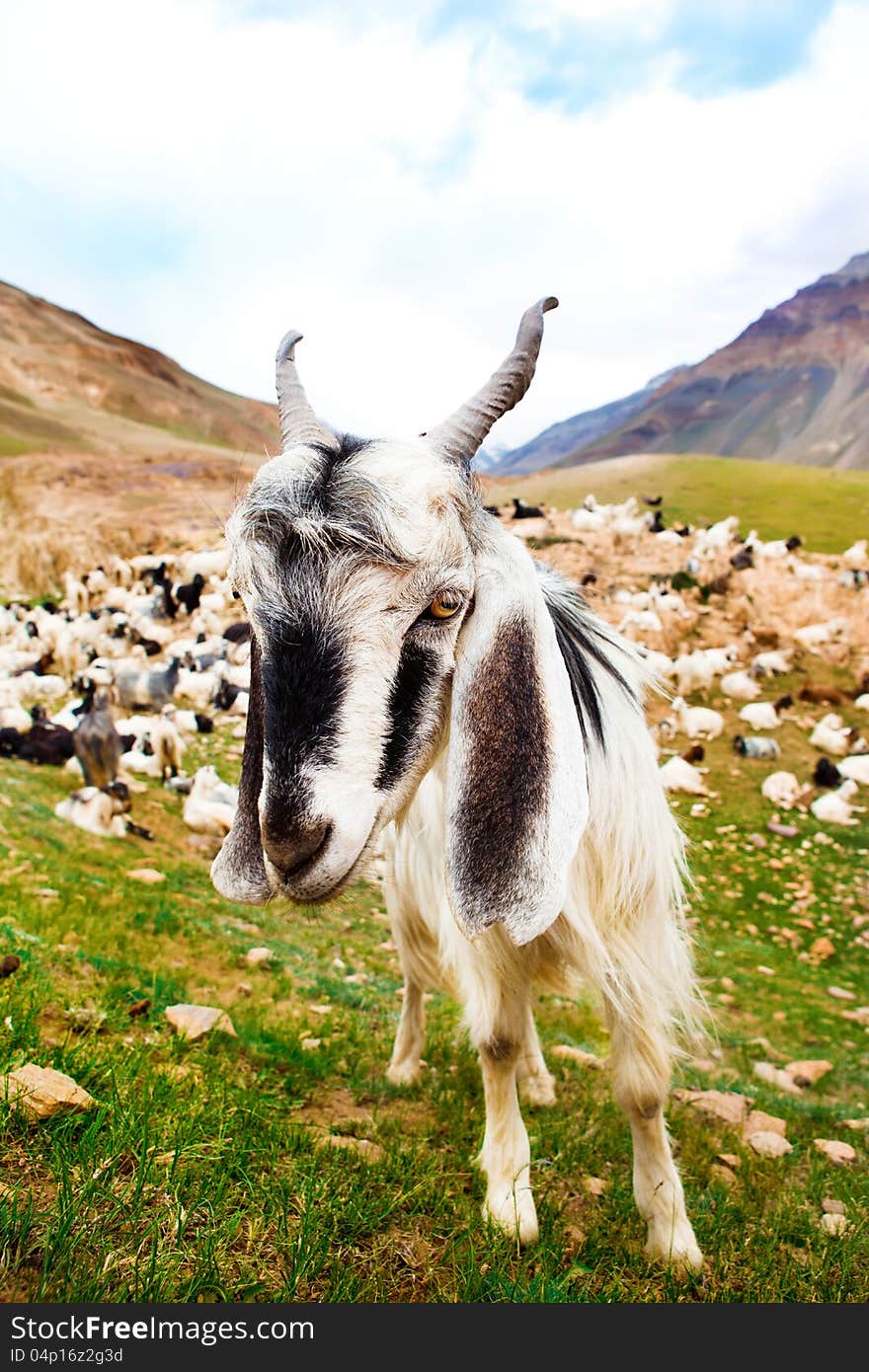 Curious white goat in the mountainous valley