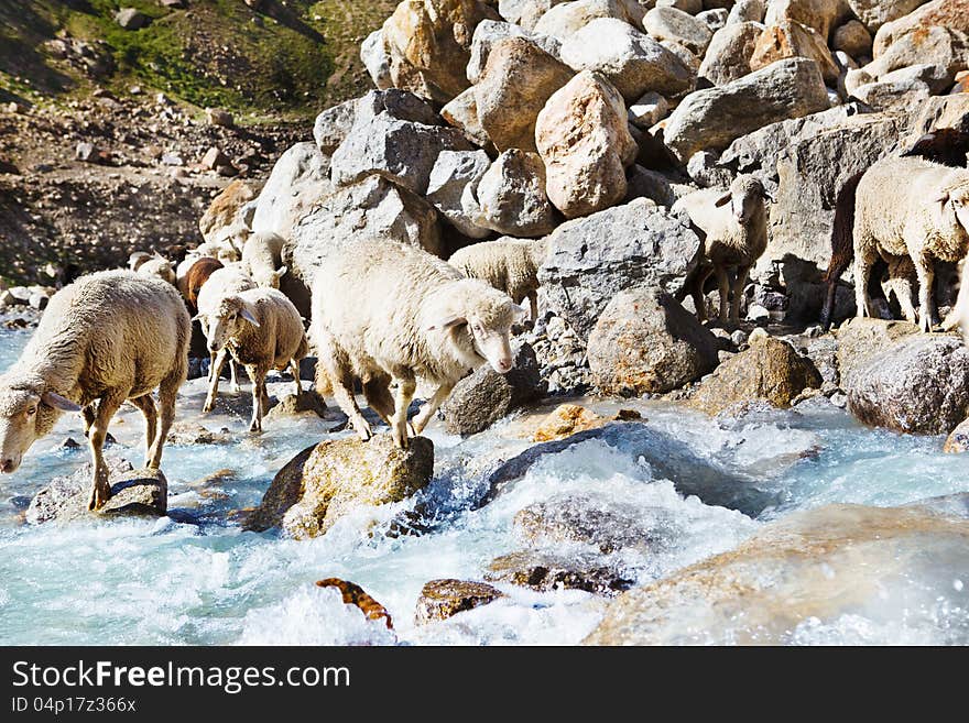 Sheep group jumping over stones