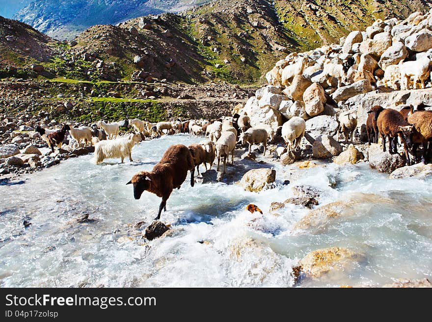 Sheep flock in the mountainous area