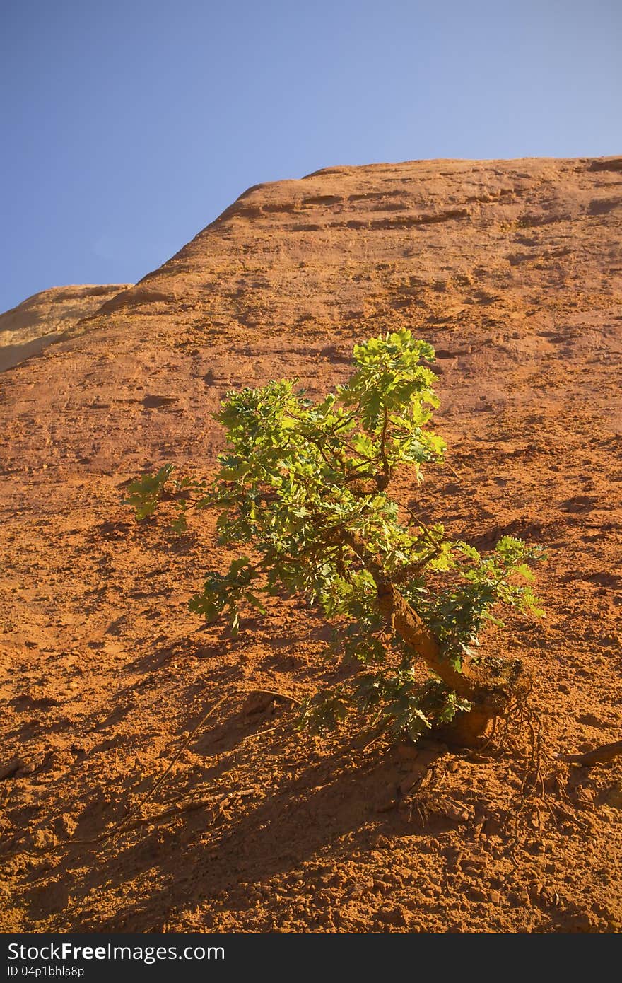 Tree growing on an orange ocher hills and blue sky in the background. Ocher rocks (French Colorado) near Rustrel (Provence, Southern France). Tree growing on an orange ocher hills and blue sky in the background. Ocher rocks (French Colorado) near Rustrel (Provence, Southern France)