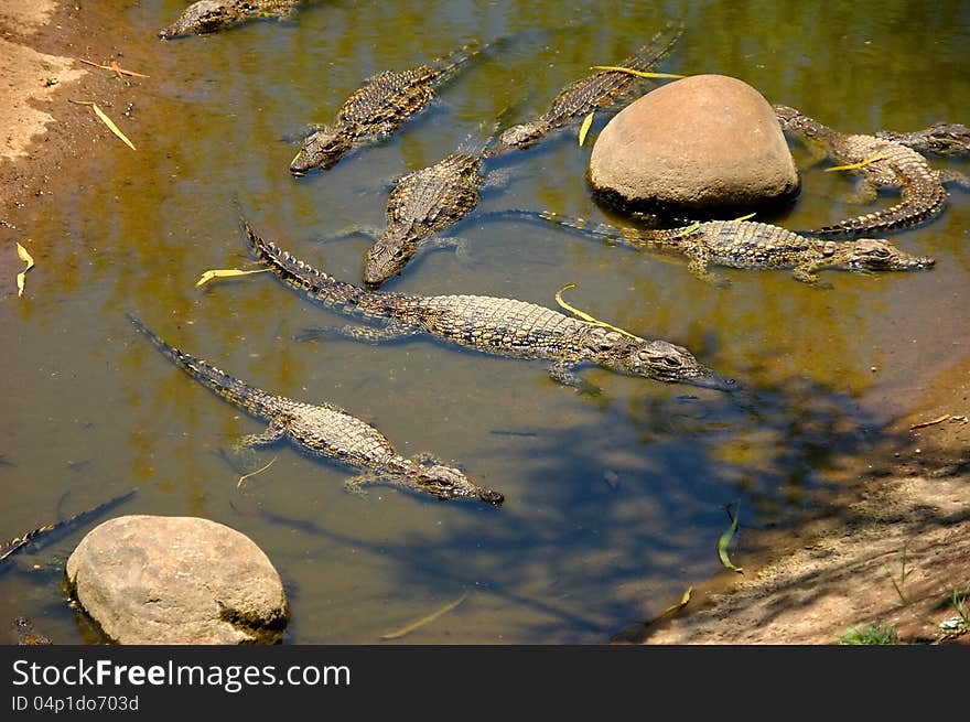 Several small crocodiles