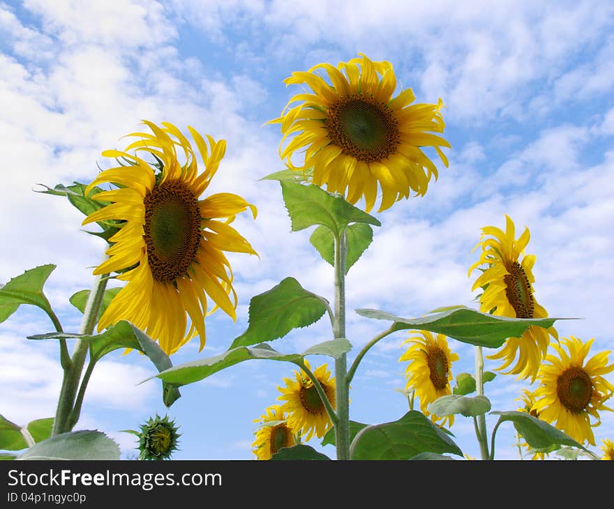 Sunflower Field with beautiful sky background