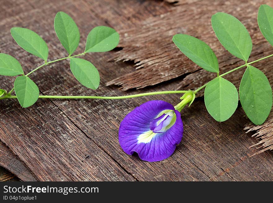 Fresh Butterfly Pea with leaves on old ply wood in nature