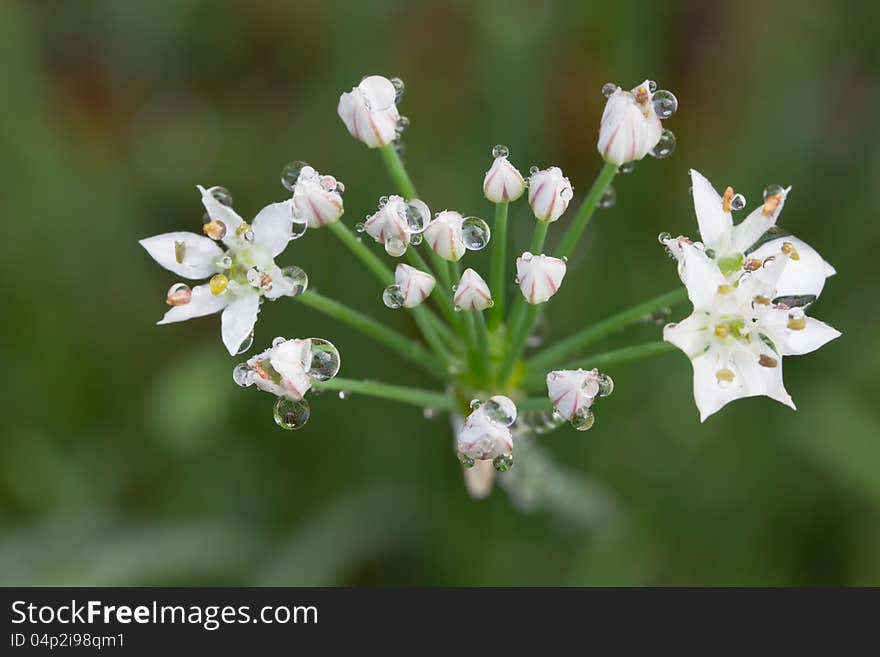 Chinese Leeks Flower