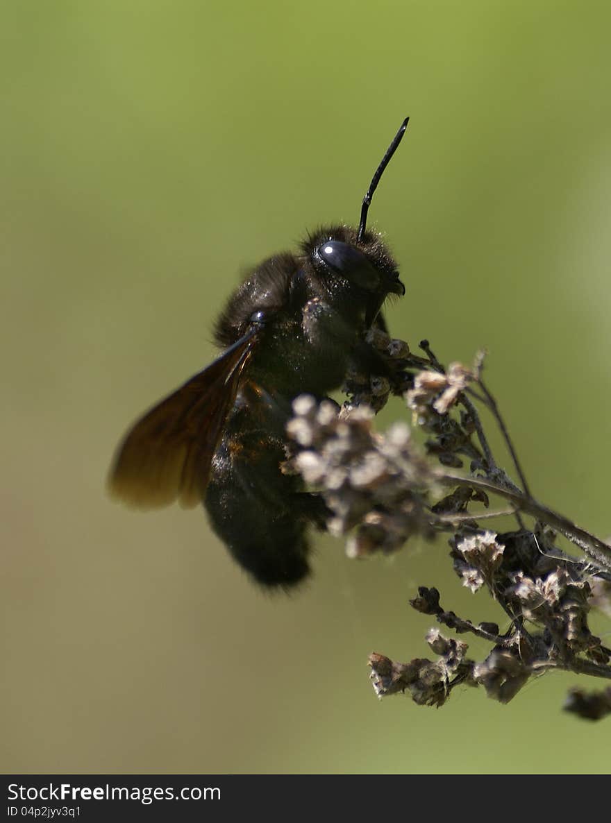 The carpenter bee sitting on a stem