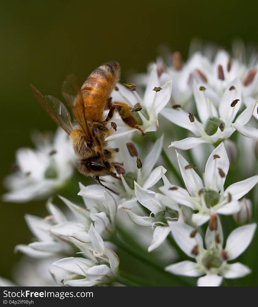 Bees are busy collecting honey. Bees are busy collecting honey.